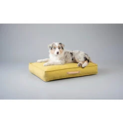 Labbvenn MØVIK Hundekissen - 70x50x12 Cm - Honey -Innendekorationen 447358 big 2